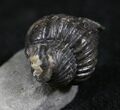 Rare Eifel Gerastos Trilobite - Germany #27433-1